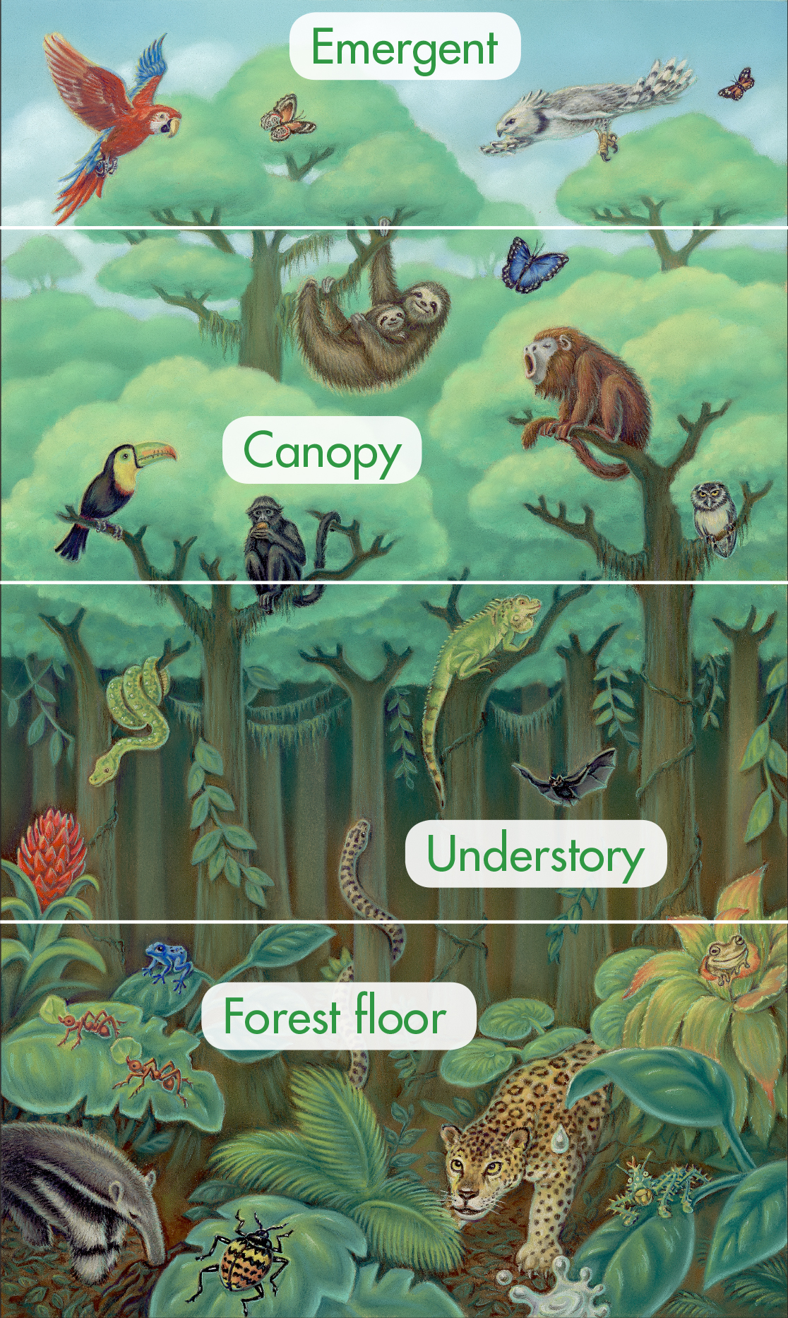 Rainforest Ecosystem For Kids