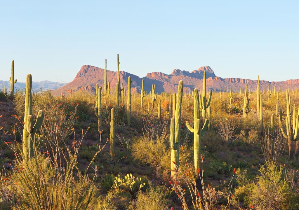 Giant Saguaro Cactus, Arizona, 1994
