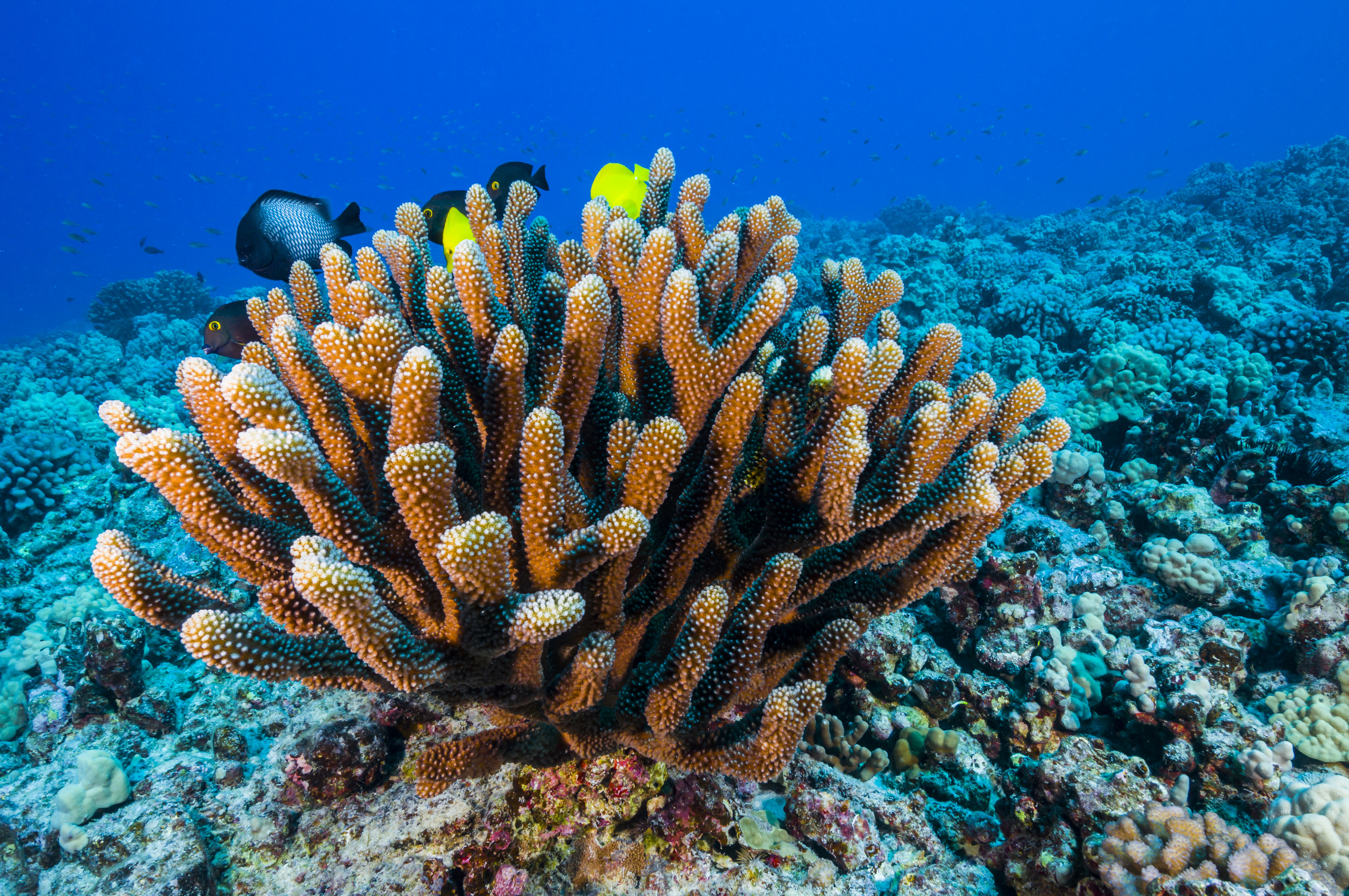 ocean floor coral