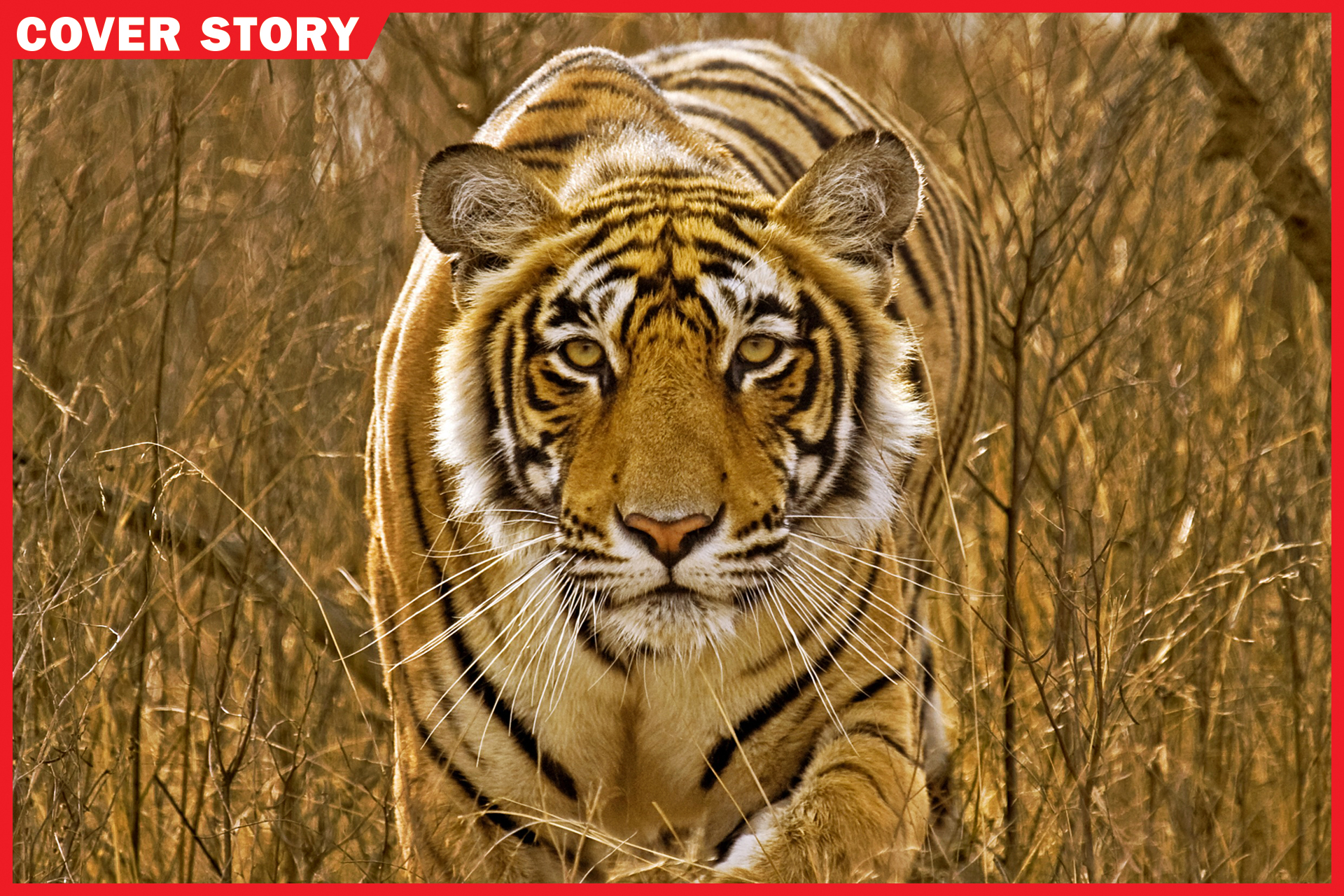 Bengal Tiger Line celebrates 30 years