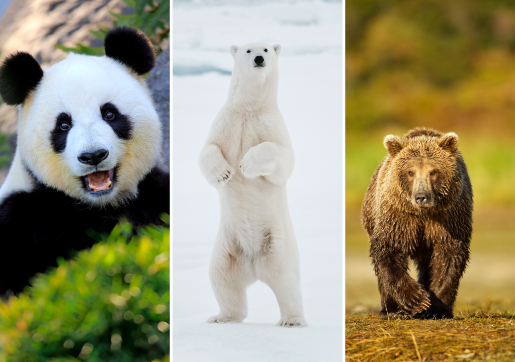 11 cool facts about bears