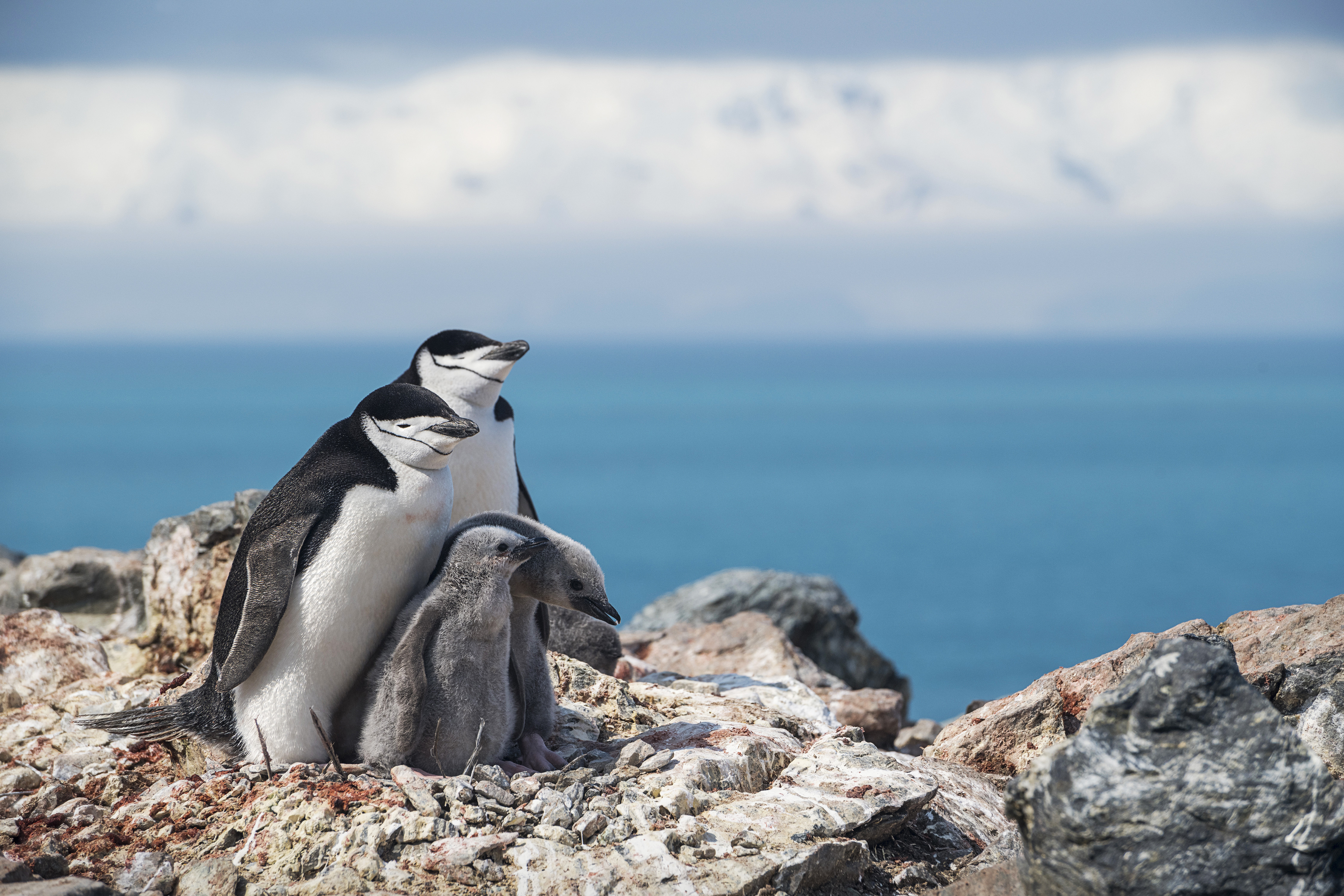 TIME for Kids | Penguin Census