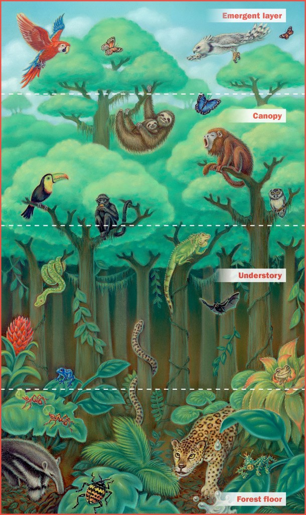 rainforest layers and animals that live there