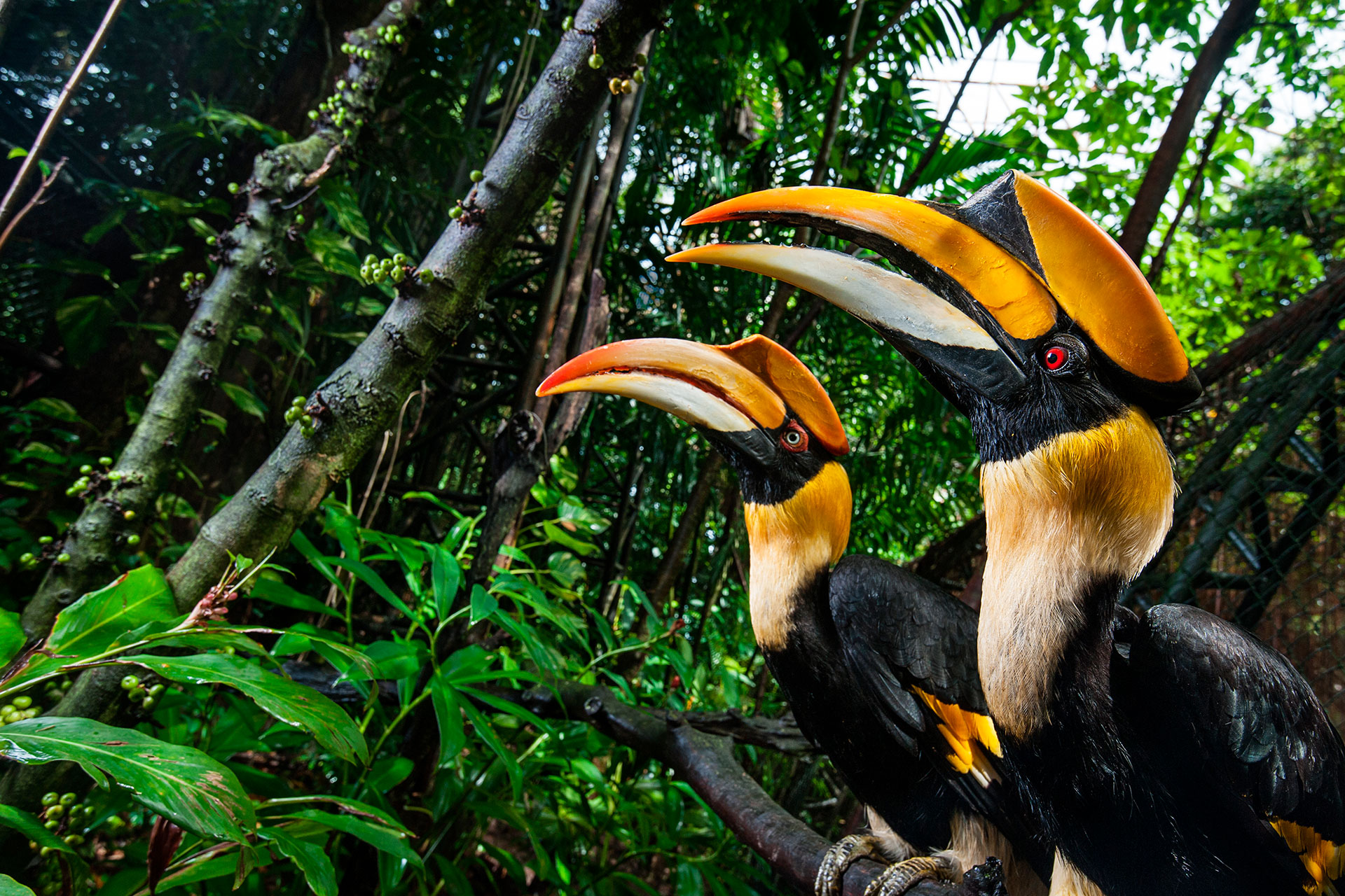 plantas y animales del bosque seco tropical