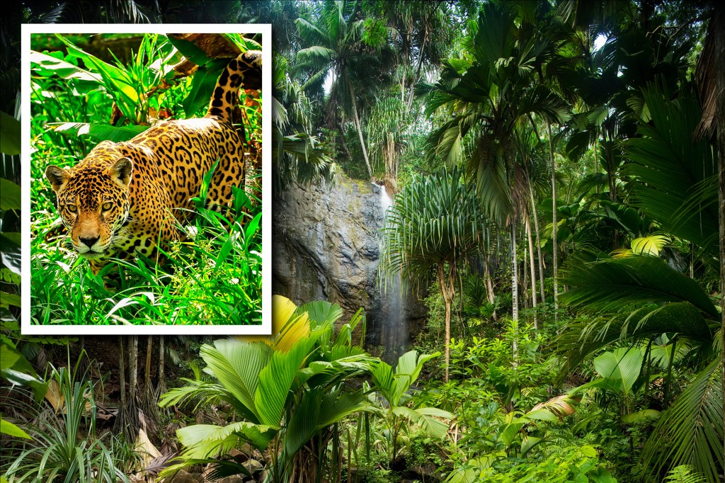 tropical dry forest plants and animals