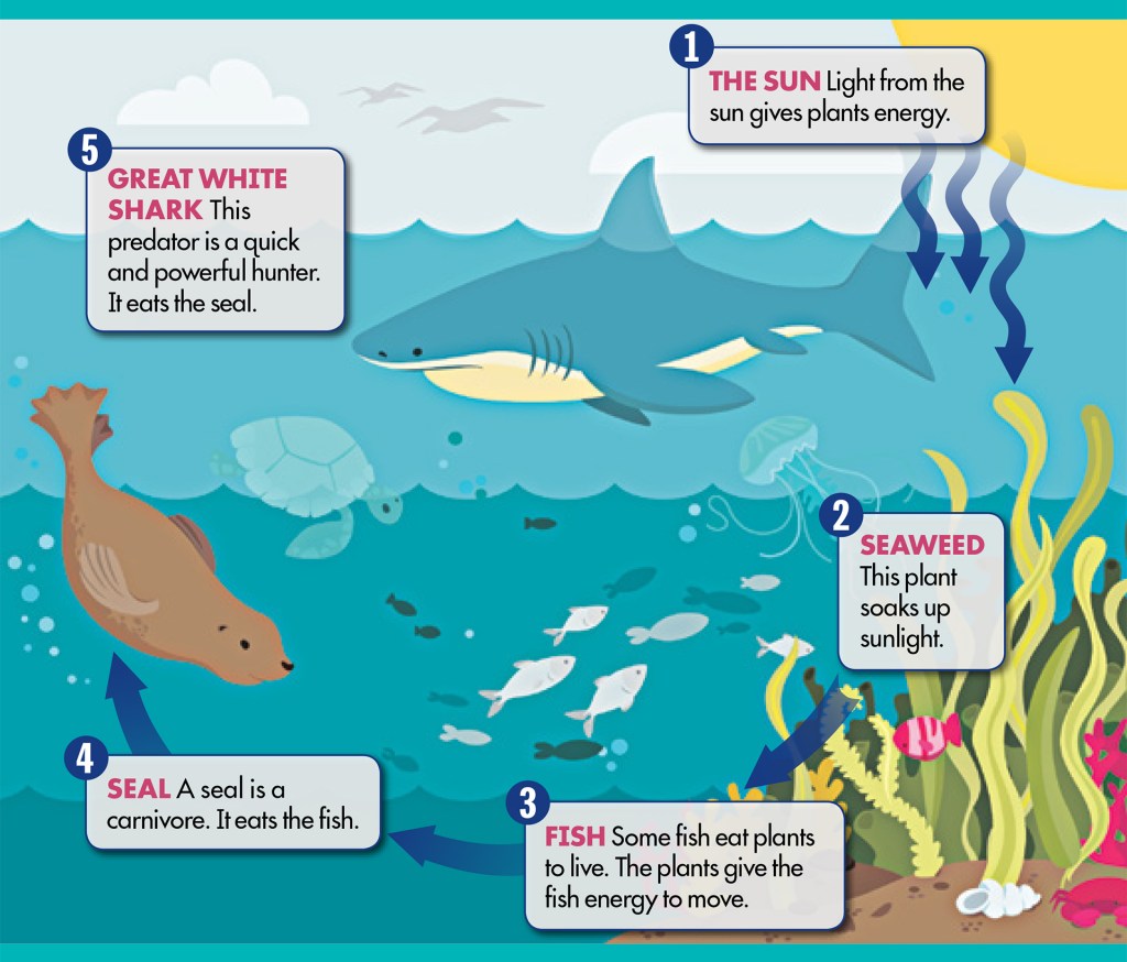 simple ocean food chain