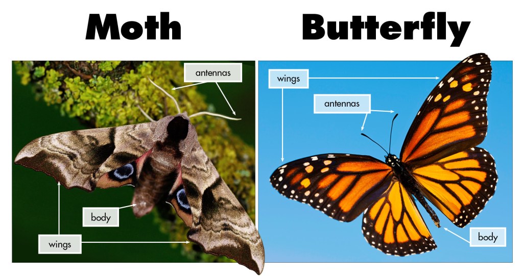 Are Butterflies And Moths The Same Thing? Exploring The Differences ...