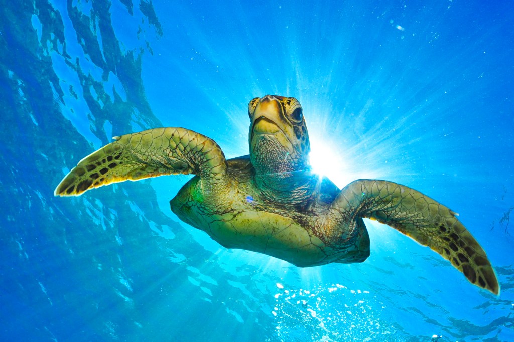 TIME for Kids  Kids Care About: Sea Turtles
