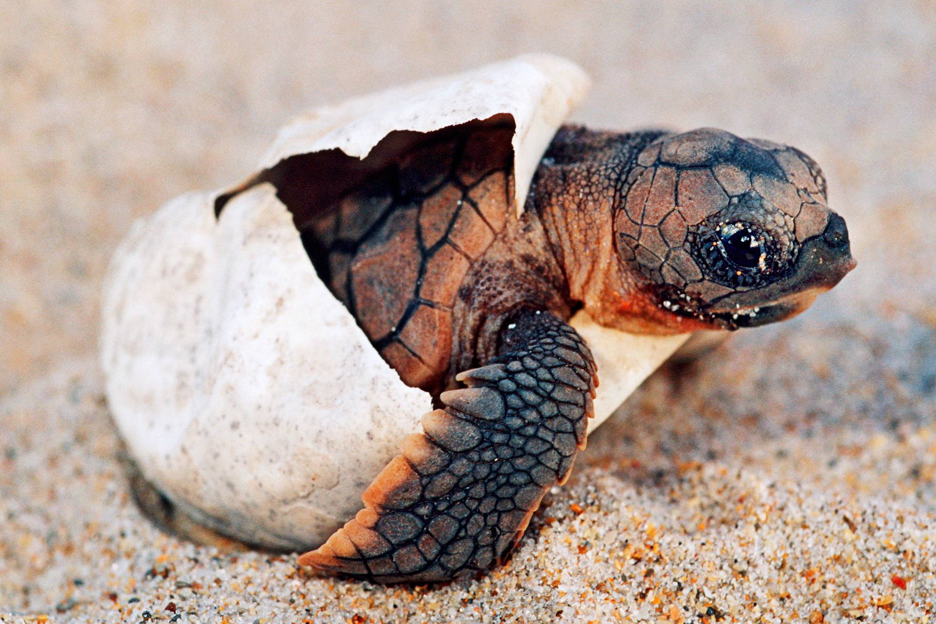 TIME for Kids | Kids Care About: Sea Turtles