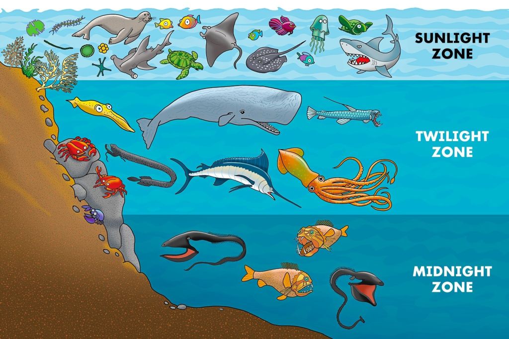 Top 103+ Facts about animals under the sea - Merkantilaklubben.org