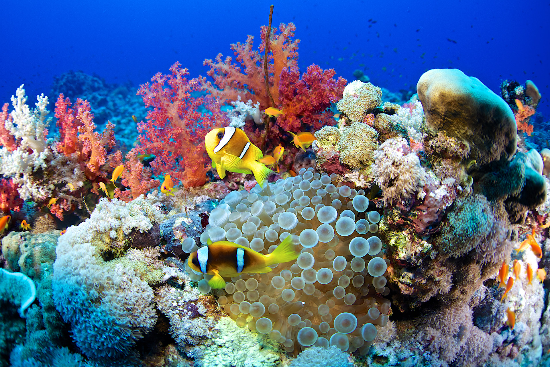 Why Your Next Outdoor Adventure Should Be to a Coral Reef