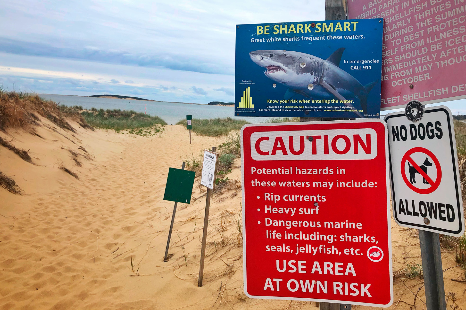 First Massachusetts beach closed of 2023 season due to shark