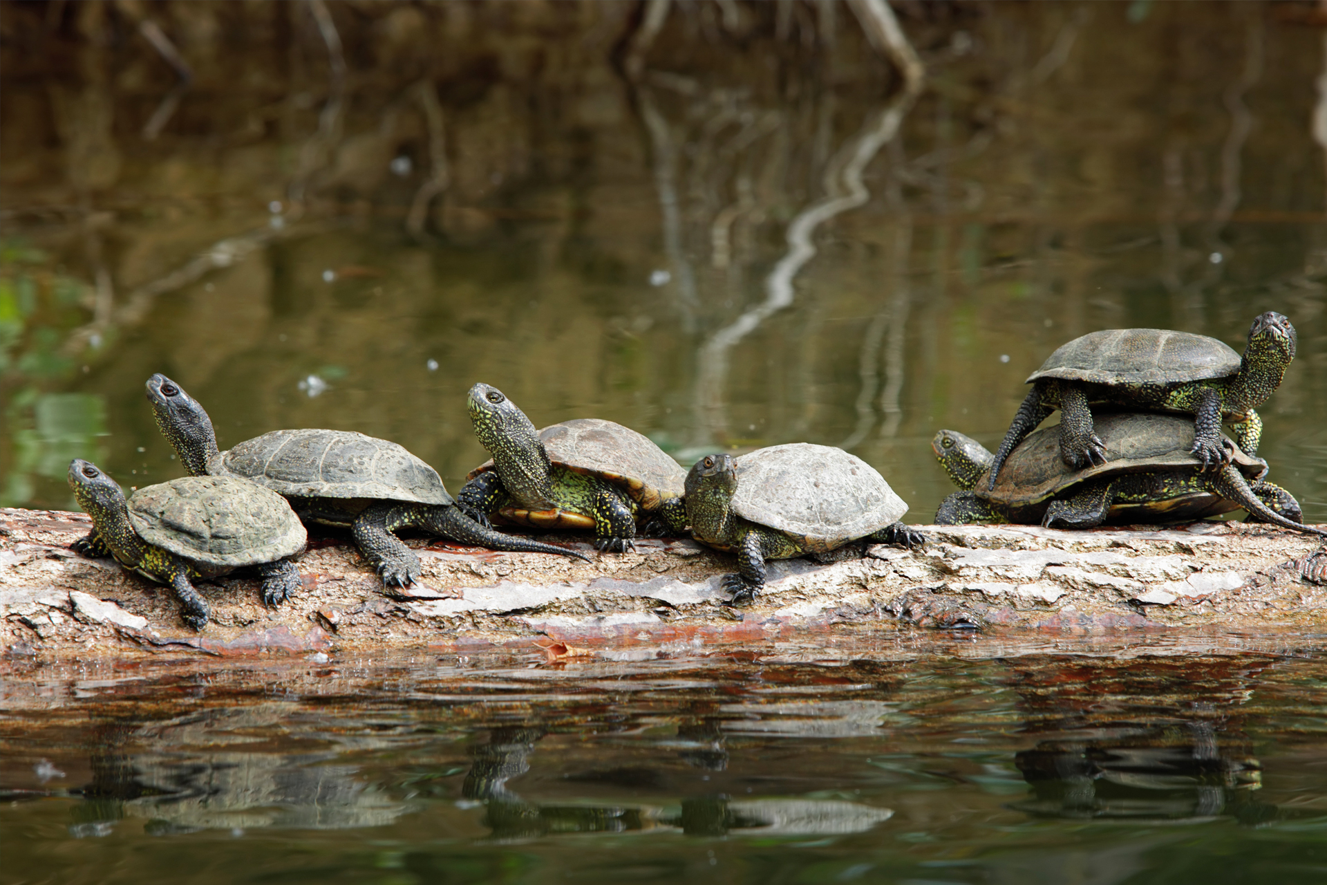 TIME for Kids | Quiet Creatures? Nope.