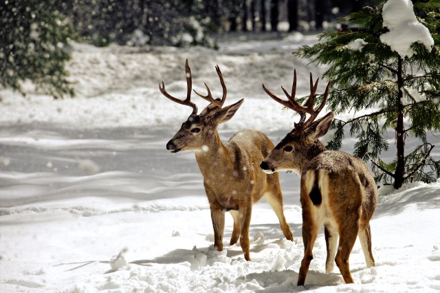 cute deer tail - Playground