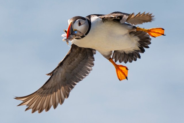 A Puffin Comeback, Science